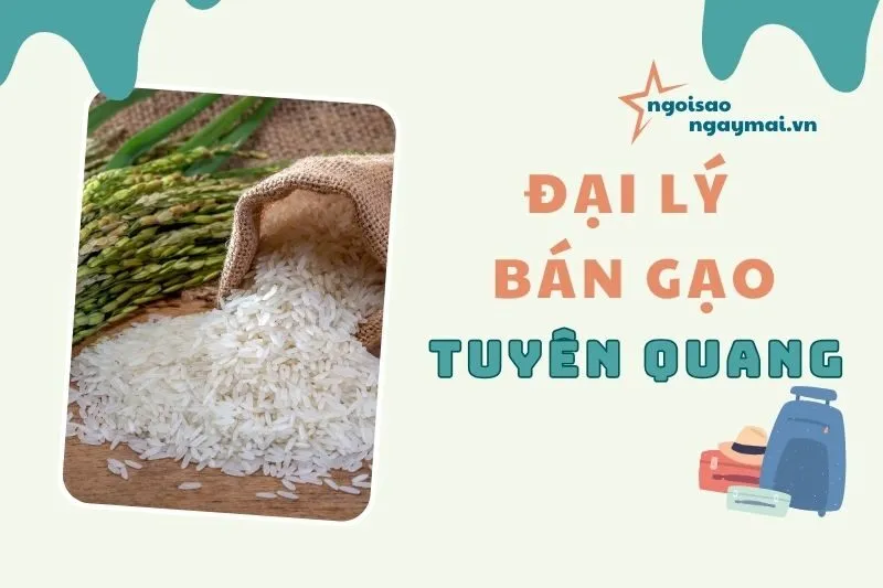 Đại lý bán gạo Tuyên Quang 2025 – Top 4 địa điểm uy tín, giá tốt